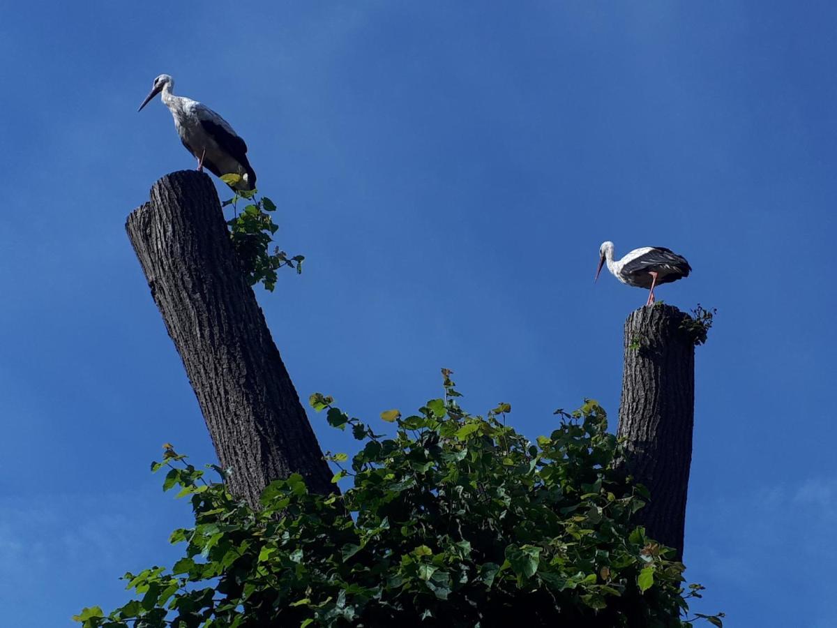 Agroturystyka Druzno Elblag Bagian luar foto